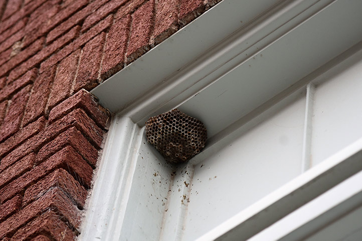 We provide a wasp nest removal service for domestic and commercial properties in Corsham.